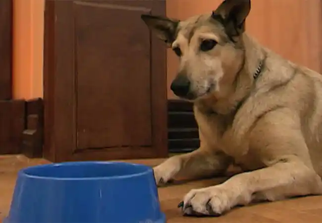 Revelaron detalles del trágico final de Fatiga, el perro de "Casados con hijos"