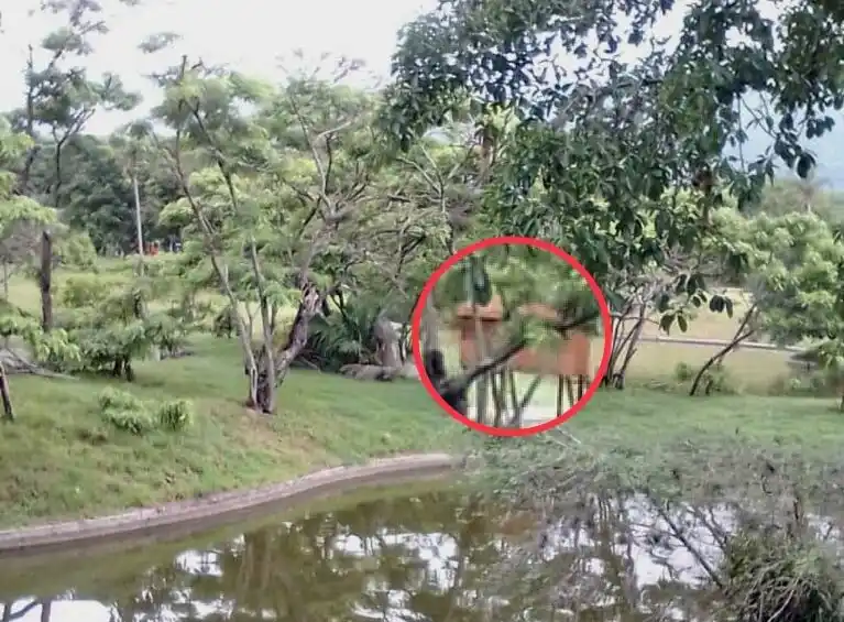 DENUNCIAN traslado de especies en peligro de extinción al Parque del Este