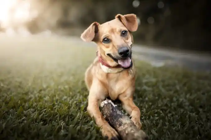 Hoy se celebra el Día Nacional del Perro