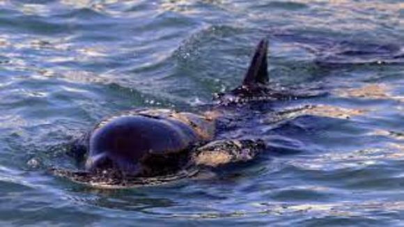 Toa, la orca bebé varada en Nueva Zelanda, perdió la batalla y murió esperando a su madre
