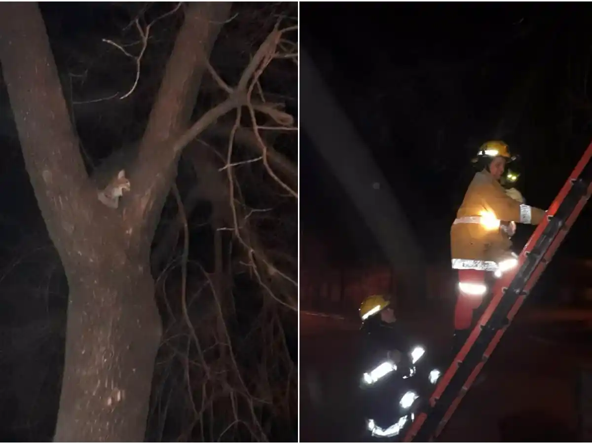 Bomberos rescataron a un gatito en barrio Sarmiento