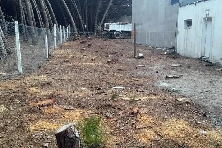 Sector. Del cual se extrajeron los árboles