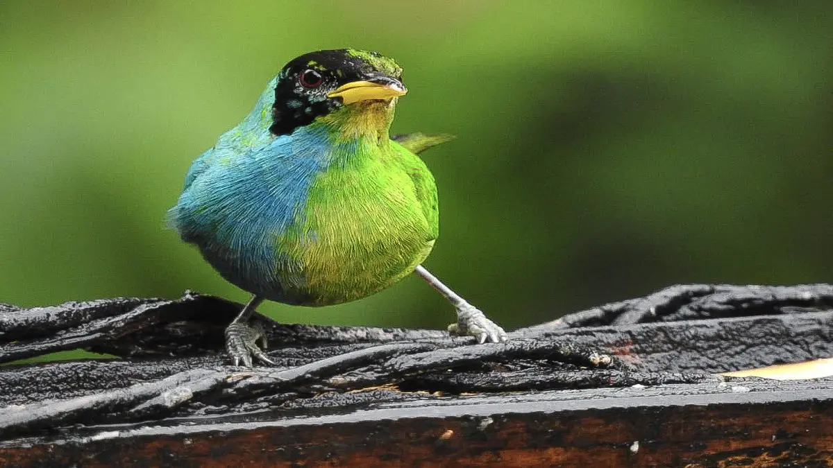 Mitad macho, mitad hembra: el extraño pájaro avistado en Colombia