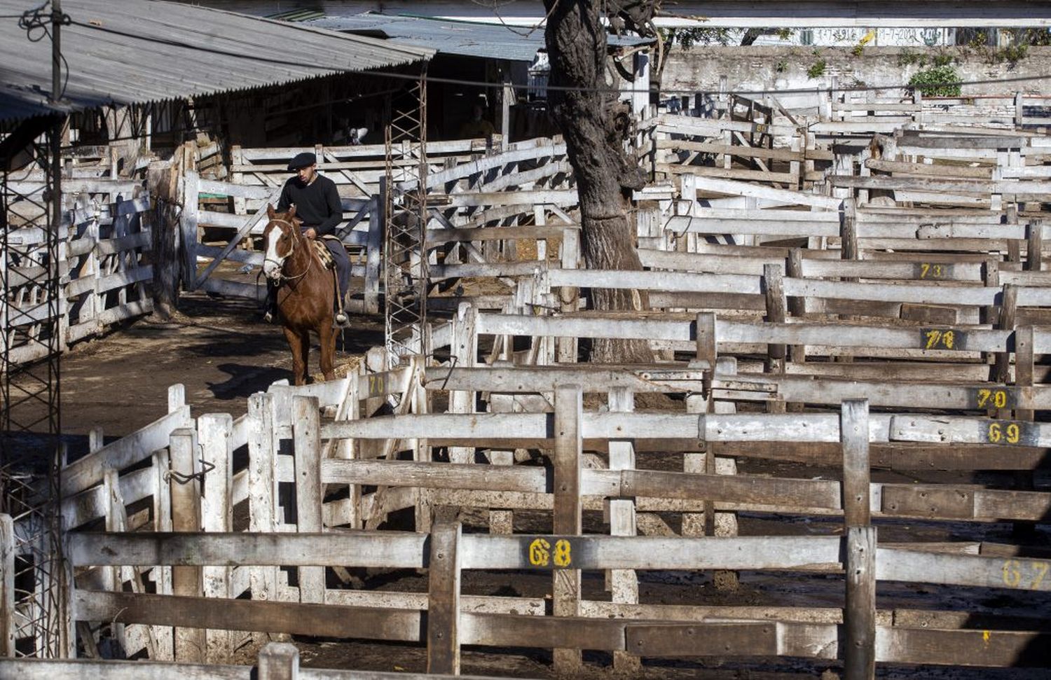 La Mesa de Enlace extendió el cese de venta de hacienda en pie