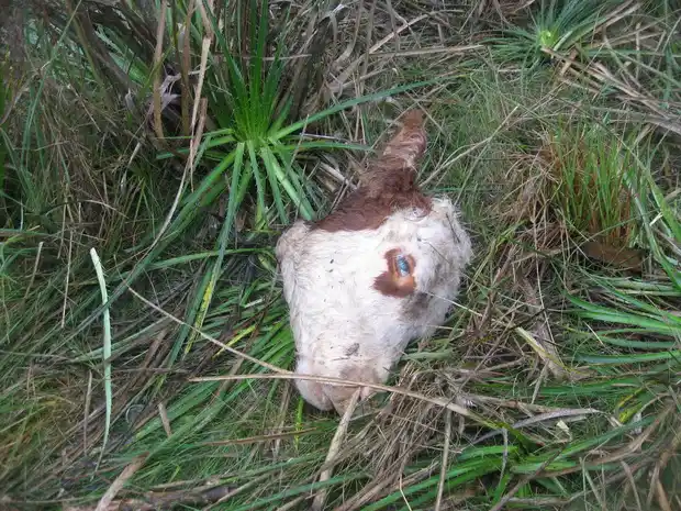 A un pequeño productor en un año le carnearon cinco terneros