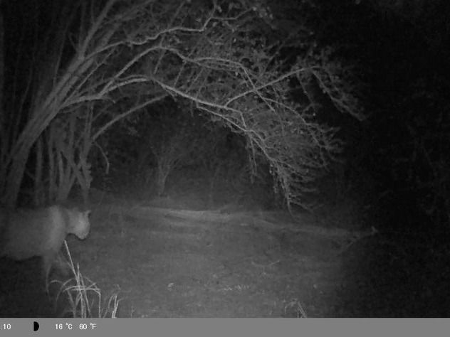 Cámaras trampa de REFSA Hidrocarburos 
registraron un puma de gran porte en Ramón Lista