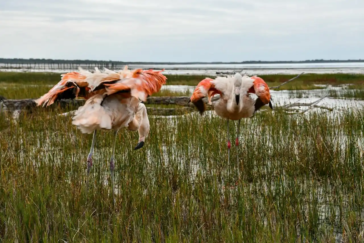 Liberaron dos flamencos australes y 48 aves pequeñas en la región Ansenuza