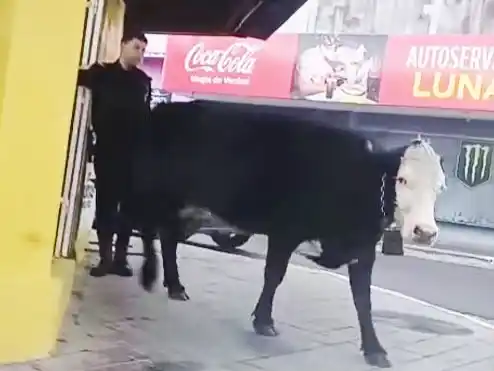 Una vaca recorrió Concordia y entró a una librería