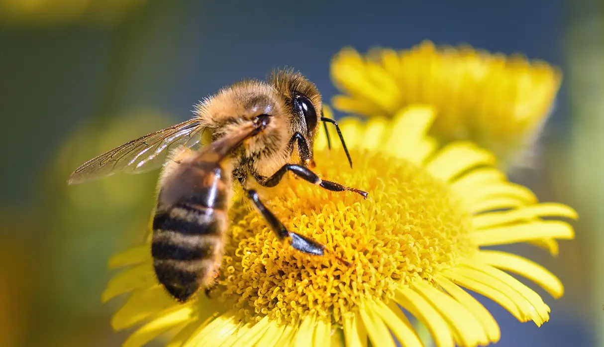 Tragedia en una localidad entrerriana: Un hombre murió tras la picadura de una abeja