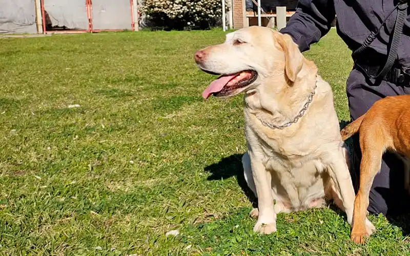 Falleció Brisa, la labradora de la brigada de rescate de Bomberos