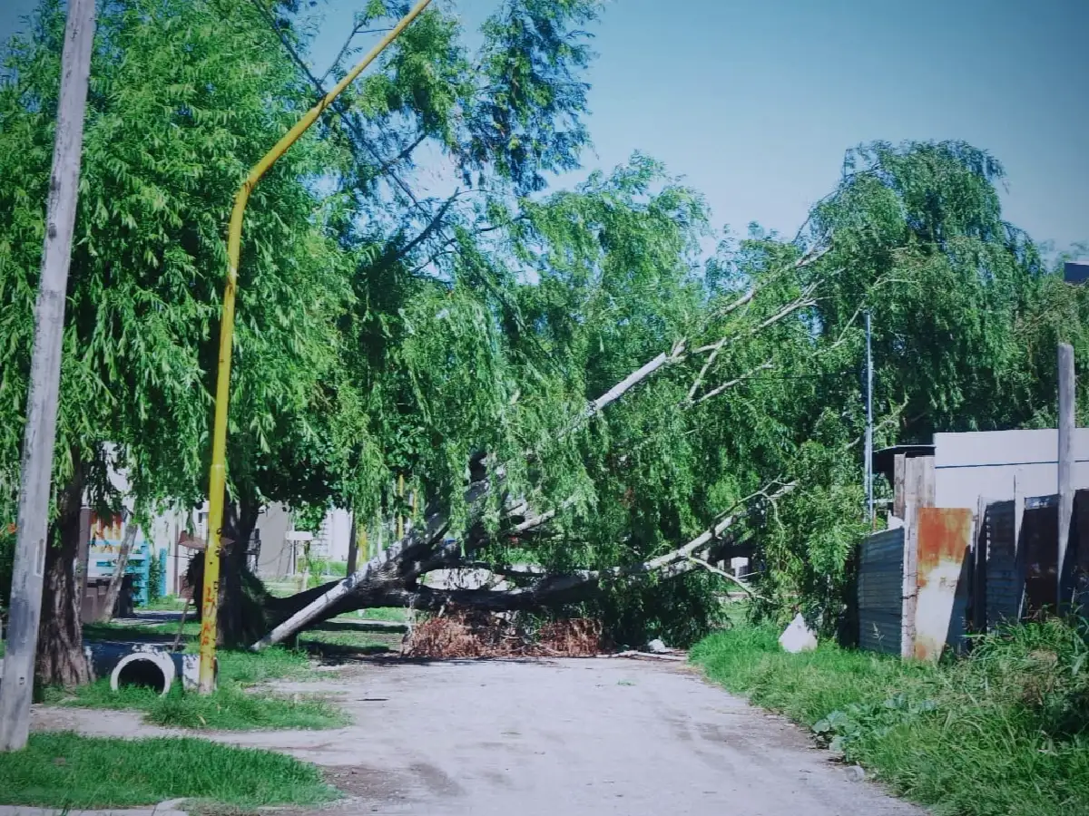 En barrio Bouchard hace un mes que los vecinos tienen un árbol que corta la calle