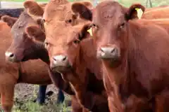 Faena de hembras: inicio de una retención forzada