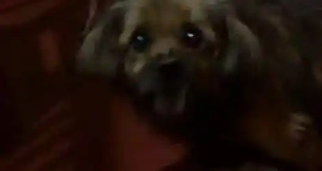 Mascota encontrada