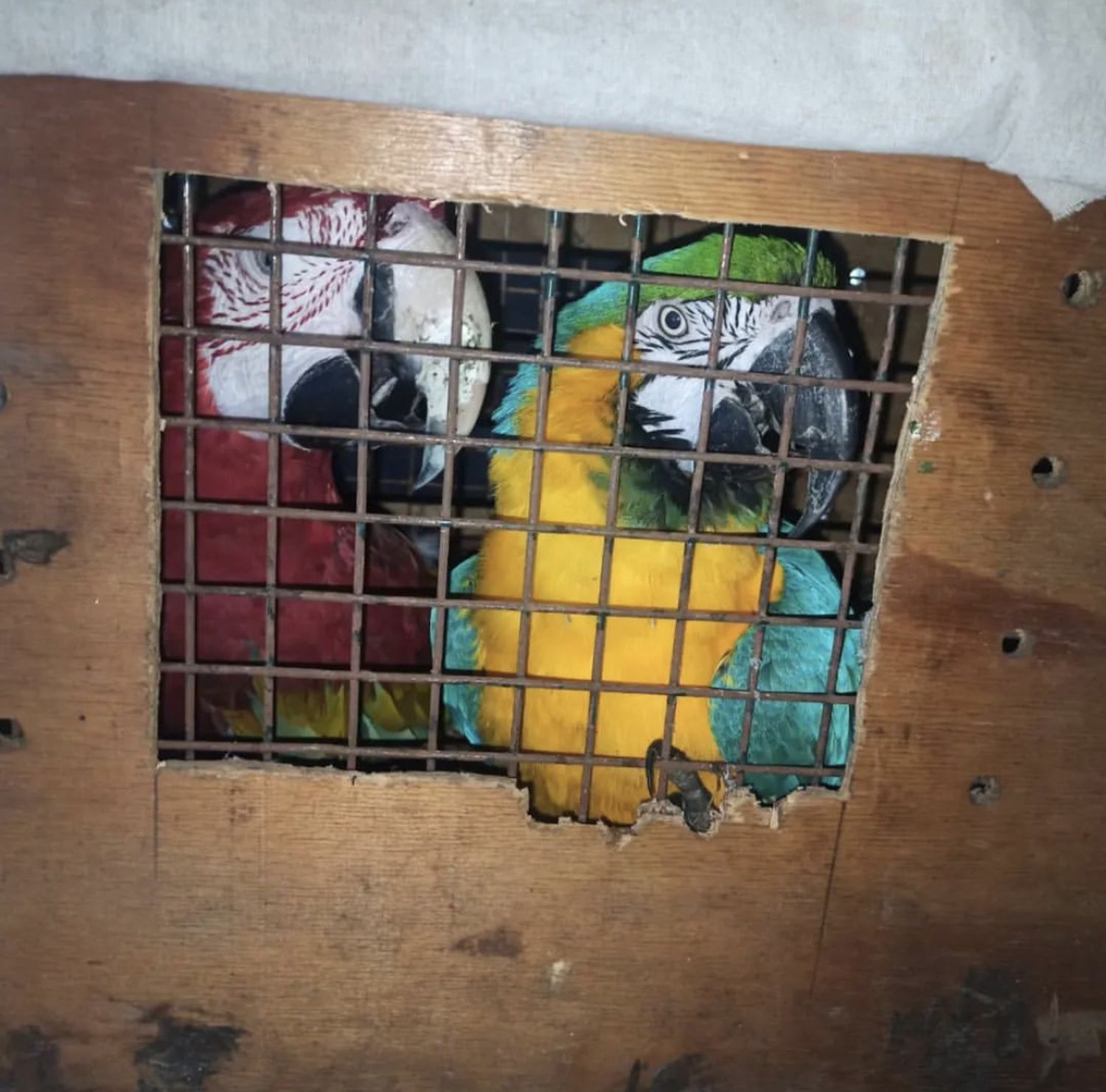 El Centro de Rescate de Granja Los Pibes participó en un decomiso de ejemplares de guacamayo
