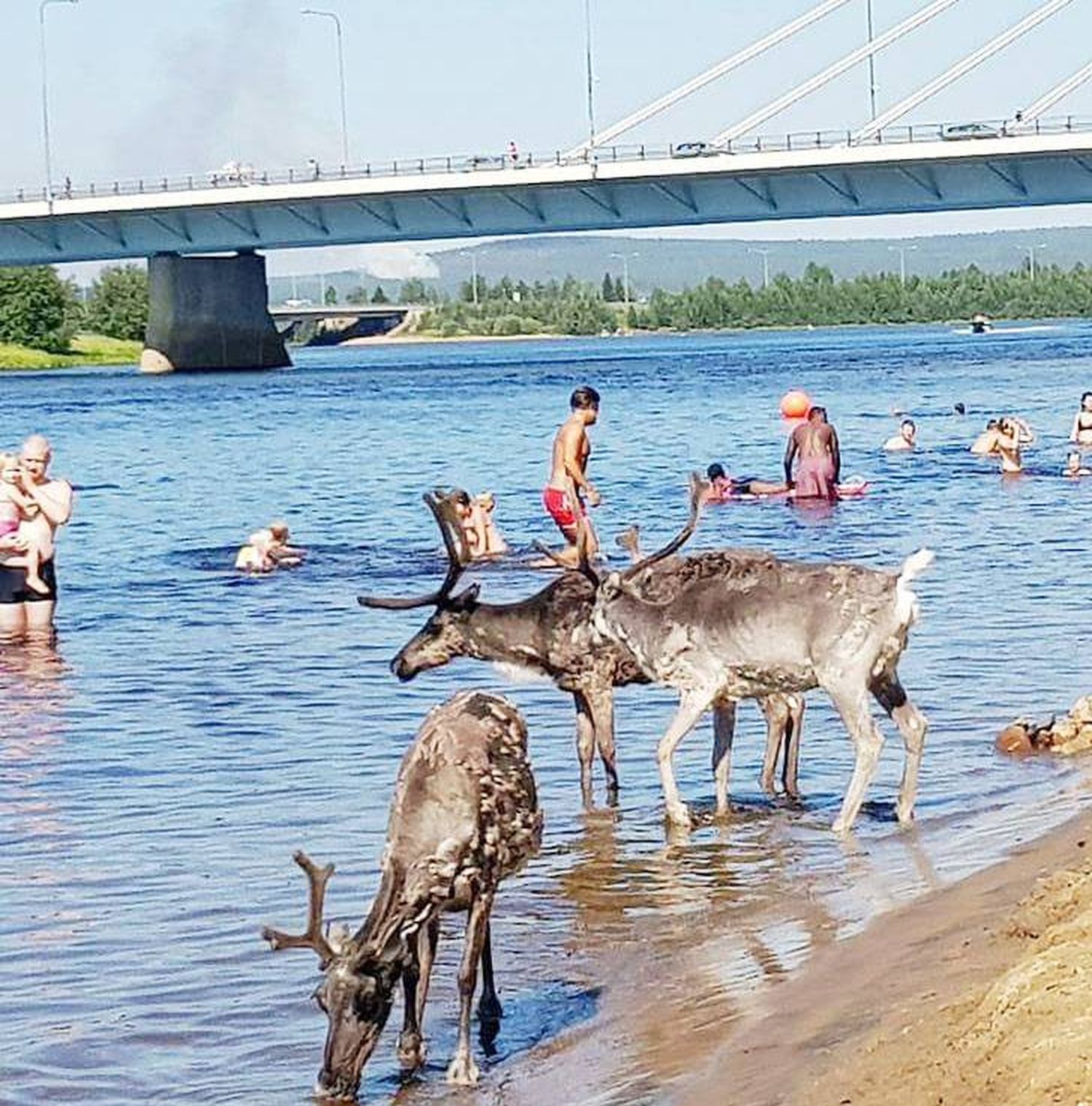 Golpe de calor en los países nórdicos: 35ºC en el Ártico