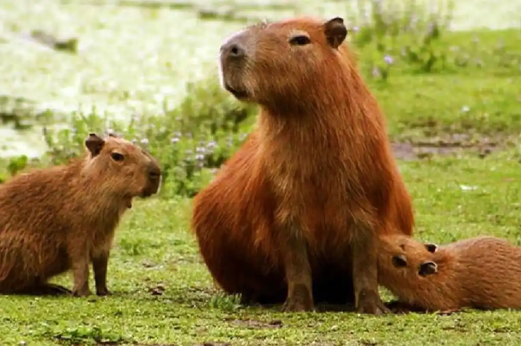 Echan a un funcionario de Corrientes por autorizar la caza de 200 carpinchos