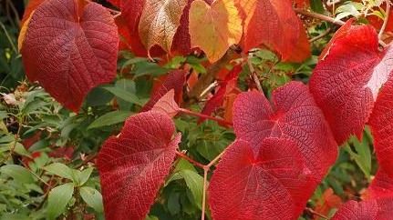 ¿Aire acondicionado natural?: la planta que ayuda a bajar la temperatura del hogar