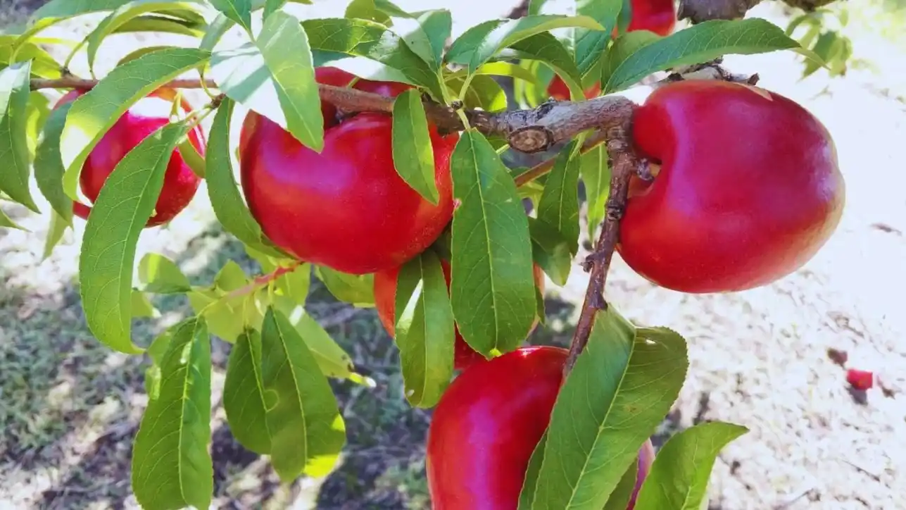 Pionero INTA es la nueva nectarina creada en la Estación Experimental del INTA San Pedro.