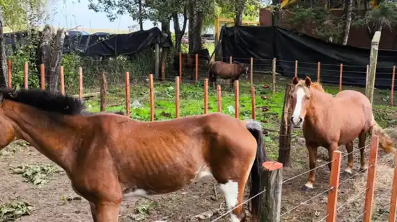 La Municipalidad de Gualeguay rematará diez caballos incorporados al patrimonio municipal