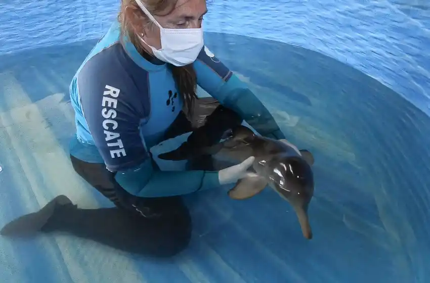 Alertan por los cachorros de delfín franciscana que aparecen varados en la costa