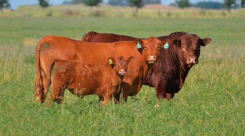 Limangus lidera la medición de eficiencia alimenticia en Argentina