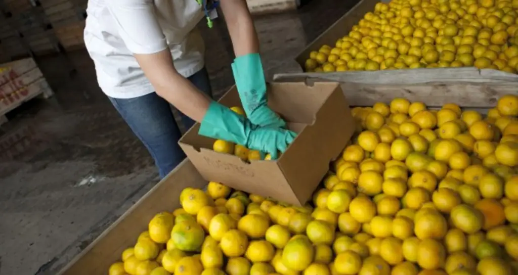 Se fijaron nuevos valores de referencia para las exportaciones de limones y limas
