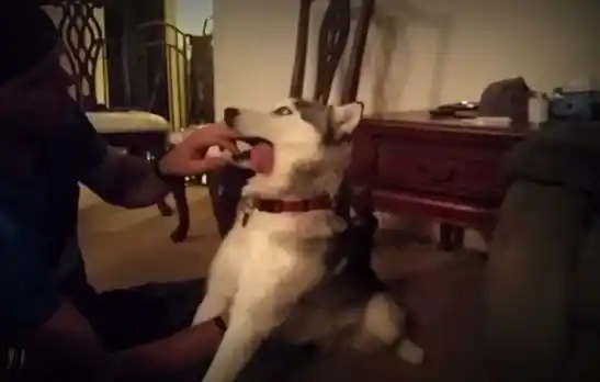 Siberiano comió la marihuana de su dueño: mirá como quedó 