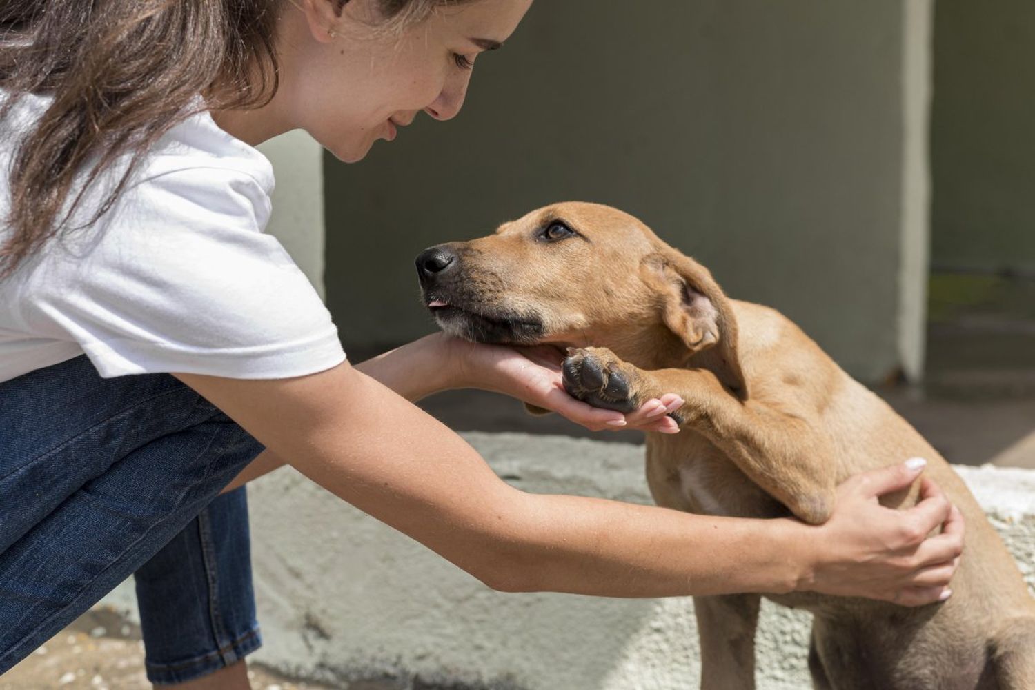 Cómo cuidar a las mascotas de la ola de calor