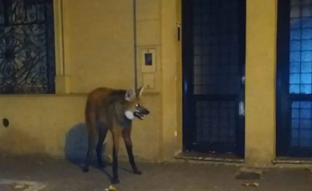 Rescataron un Aguará Guazú en las calles de Rosario