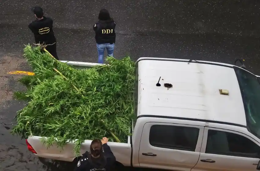 Lo detuvieron por un robo y tenía 45 kg de marihuana en la casa
