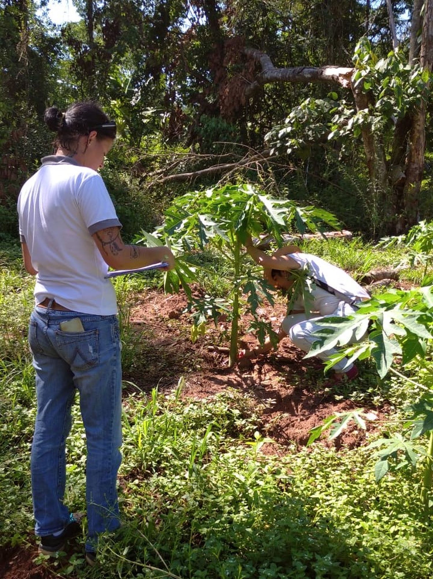 Desarrollan un técnica de cultivo de frutas que mejora el rendimiento