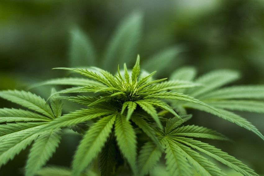 ¿La marihuana es más inofensiva que el cigarrillo?