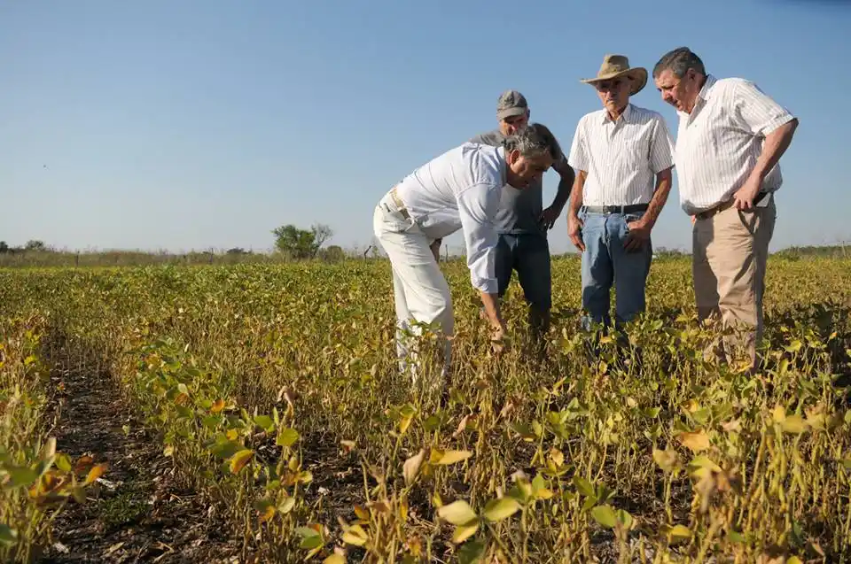 Con el fallo judicial que limita fumigaciones, disminuirá la siembra