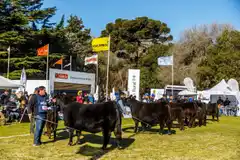 La Exposición Nacional Angus de Primavera se realizará en octubre en Tandil