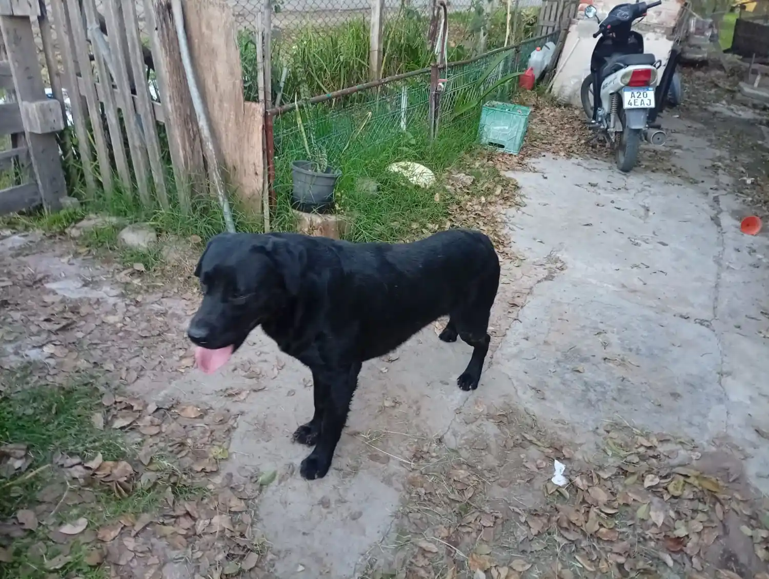Apareció un perro perdido por el obrador de Coopser