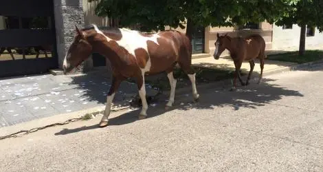 Caballos perdidos