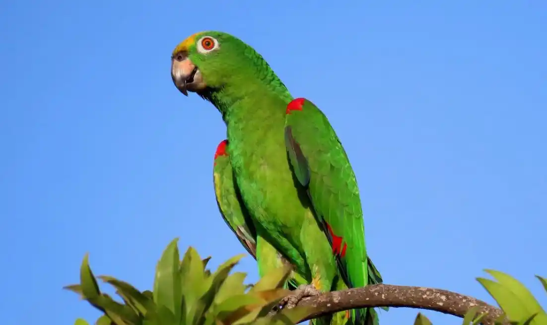 Cómo se transmite a los seres humanos la psitacosis, la enfermedad bacteriana de las aves