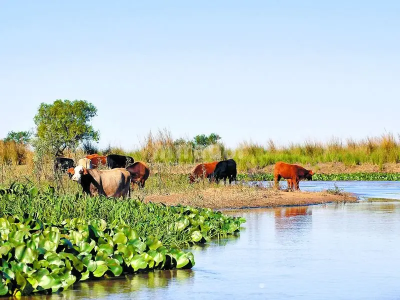Creciente del Paraná: Recomiendan a productores de islas prever el movimiento de hacienda