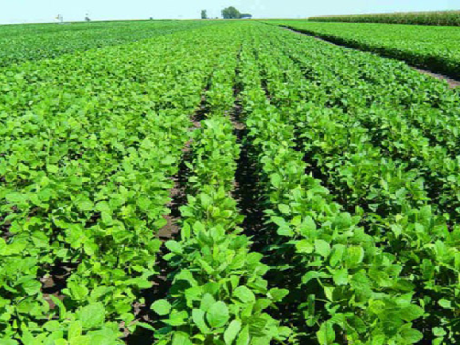 La agroindustria debe mostrar el camino