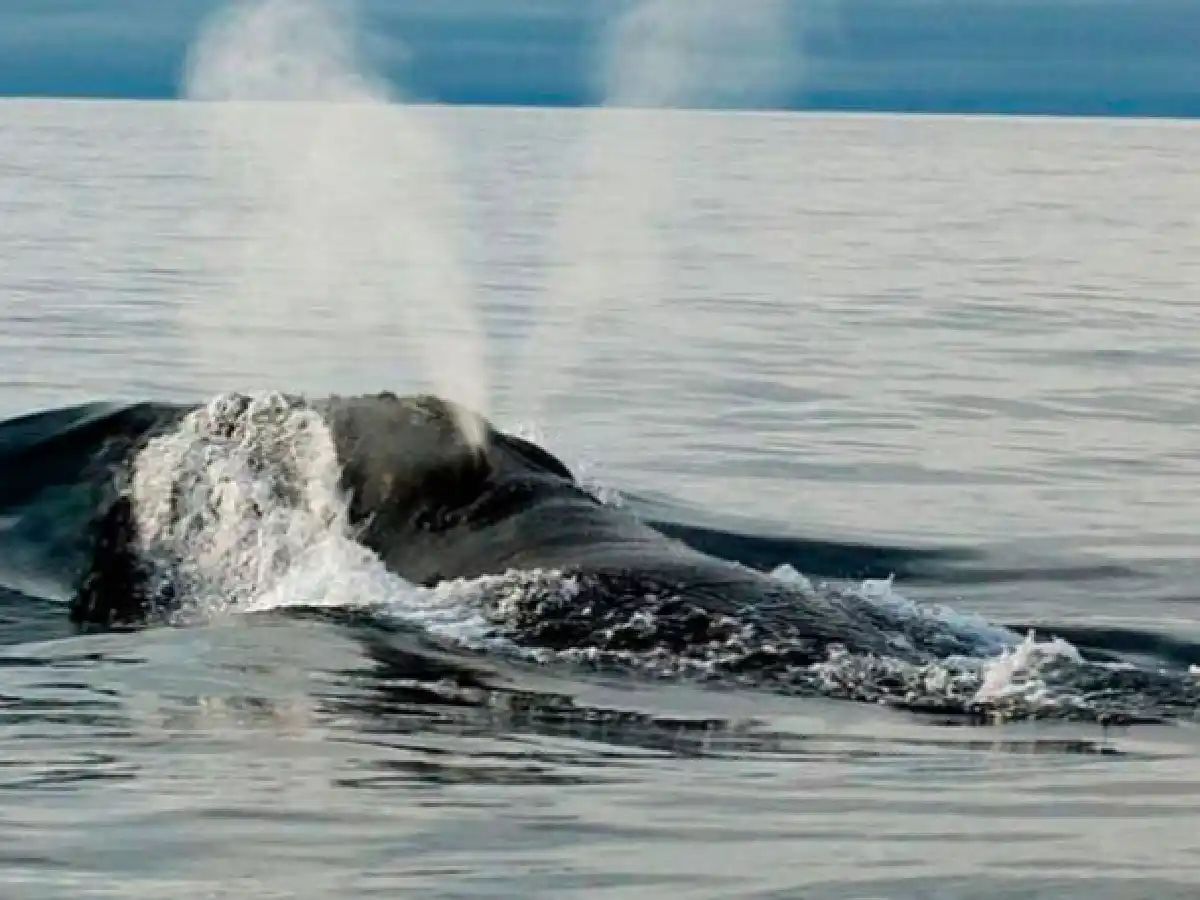 Por primera vez en la historia graban el canto de una ballena franca