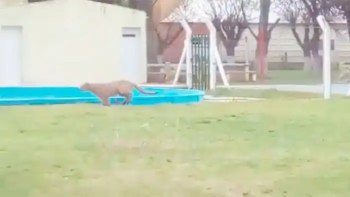 Un puma tuvo en vilo durante varias horas a una comunidad santafesina