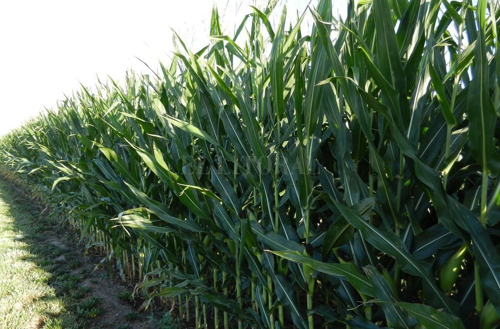 Maíz temprano: 96 % del cultivo en muy buen estado en el área de las cuencas lecheras