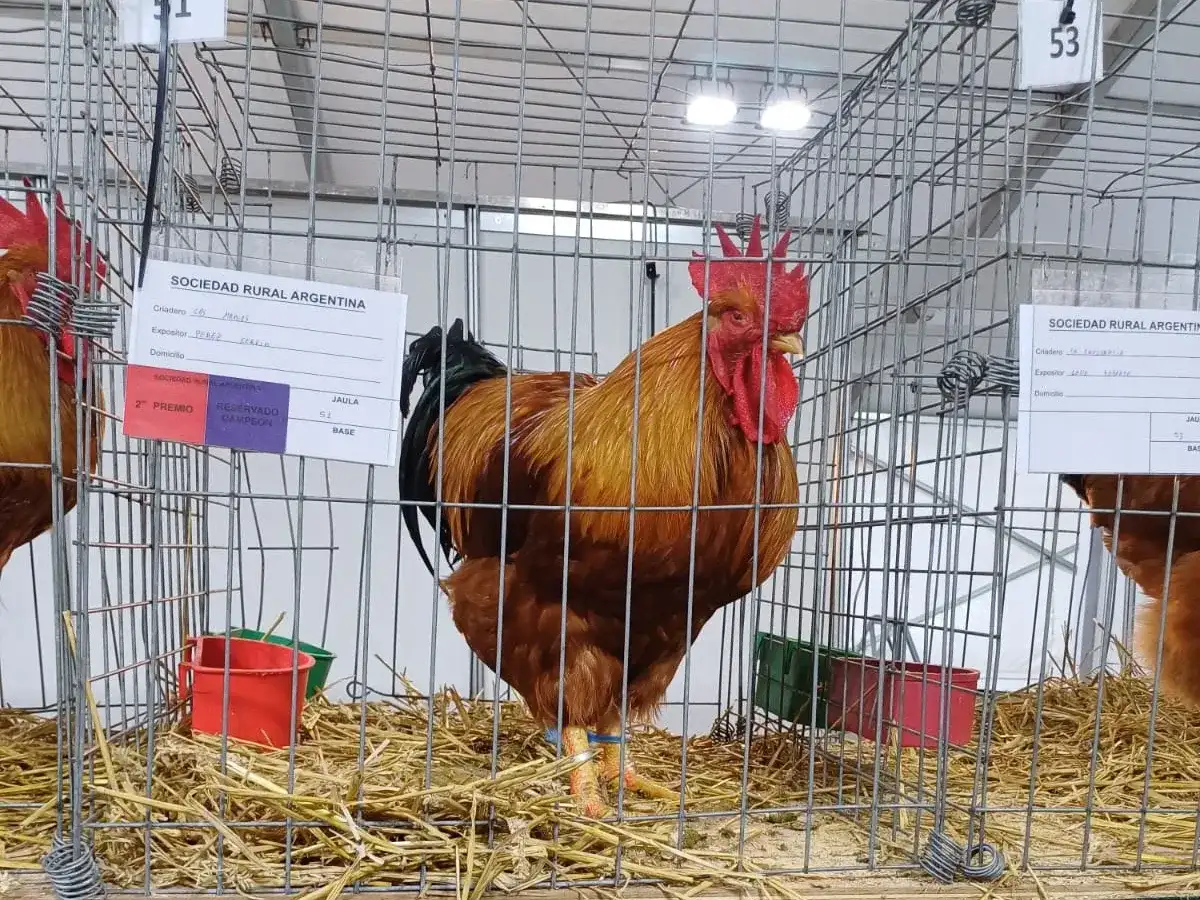 La Exposición de Aves de Raza de Tandil contará con 343 ejemplares, entre gallinas, patos, pavos y conejos.