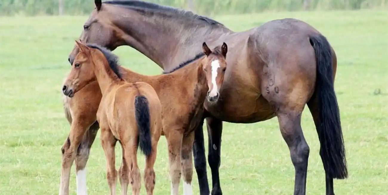 La Sociedad Rural de Reconquista fue sede de una reunión informativa.