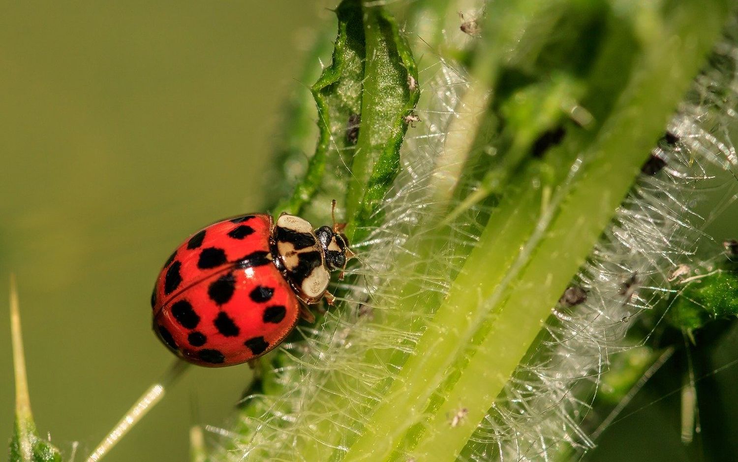   Advierten que la contaminación del aire puede estar diezmando los insectos