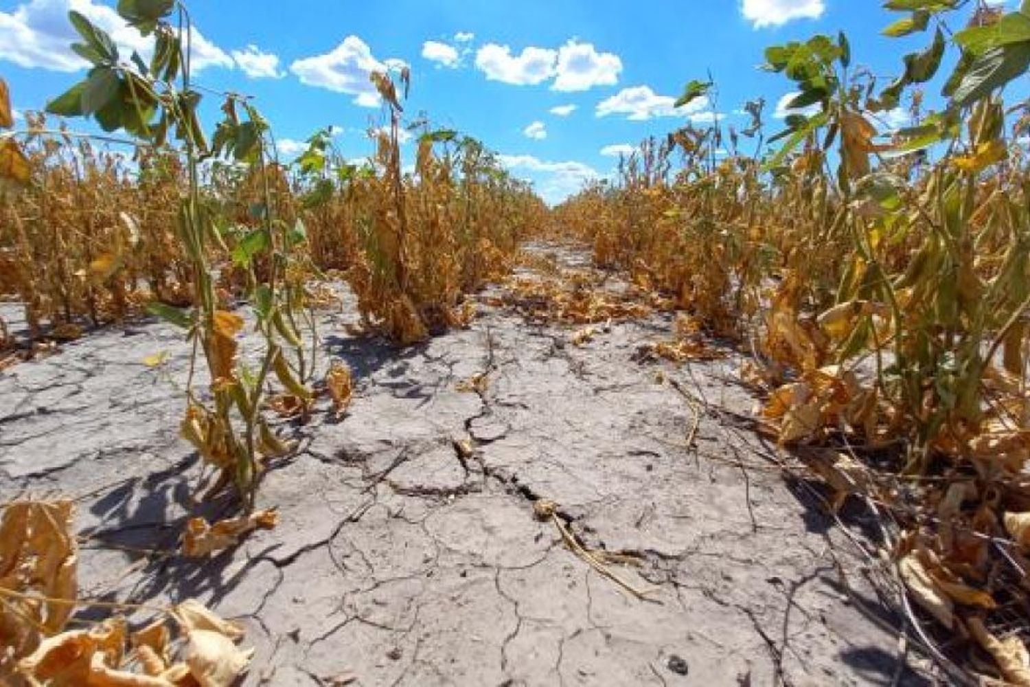 La provincia prorrogó la Emergencia Agropecuaria por sequía en todo el territorio santafesino