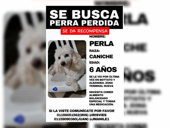 Buscan a Perla, perrita caniche perdida