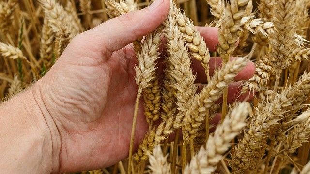 Tras las persistentes heladas en la región, evaluarán la situación del trigo