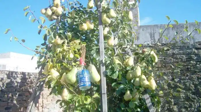 Carhué: Cosecha peras del tamaño de un sifón