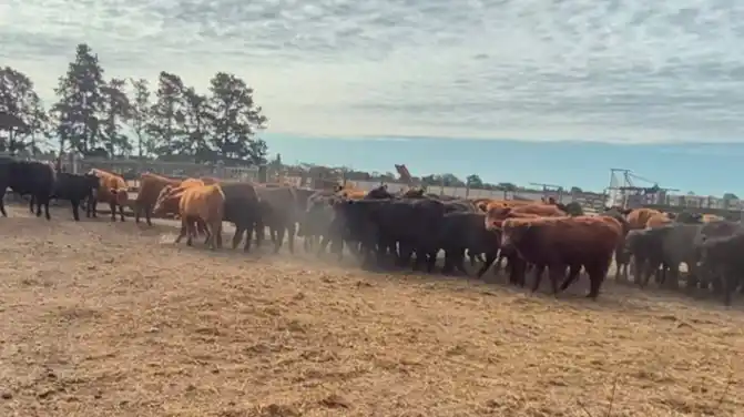 Los novillos recuperados en el norte de Córdoba.